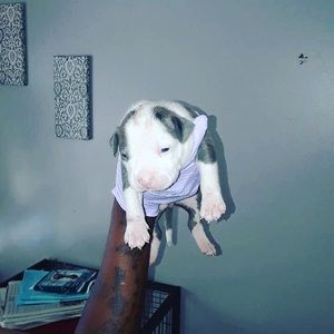 Meet your Posher, Robert